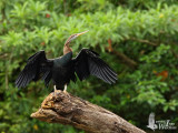 Adult Oriental Darter