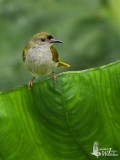 Male Plain Sunbird