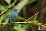 Female Verditer Flycatcher