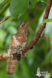 Javan Frogmouth on nest