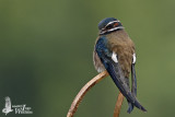 Whiskered Treeswift