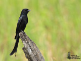 Adult Black Drongo