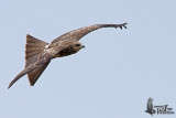 Immature Black Kite (presumed ssp. <em>lineatus</em>)