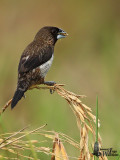 Adult White-rumped Munia