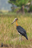 Adult Lesser Adjutant