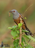 Adult male Plaintive Cuckoo