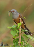 Adult male Plaintive Cuckoo