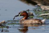 Adult Little Grebe (ssp. <em>poggei</em>)