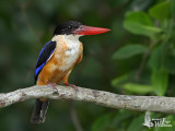 First winter Black-capped Kingfisher