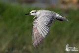 First winter Whiskered Tern