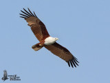 Adult Brahminy Kite