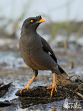 Adult Jungle Myna