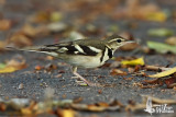 Adult Forest Wagtail