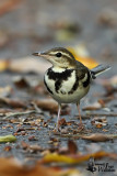 Adult Forest Wagtail