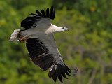 Subadult White-bellied Sea Eagle (fourth winter)