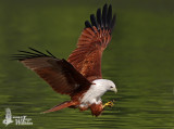 Adult Brahminy Kite