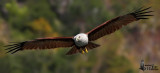 Adult Brahminy Kite