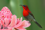 Adult male Crimson Sunbird