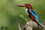 White-throated Kingfisher