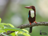 White-throated Kingfisher