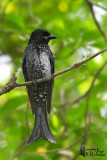 Immature Crow-billed Drongo