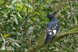 Adult Black Baza (presumably ssp. <em>syama</em>)