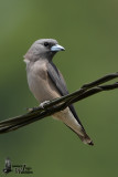 Ashy Woodswallow