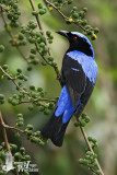 Adult male Asian Fairy-bluebird