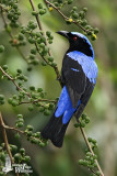 Adult male Asian Blue Fairy Bluebird