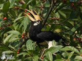 Adult male Oriental Pied Hornbill