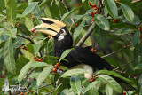 Adult male Oriental Pied Hornbill