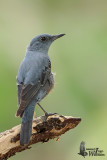 Adult male Blue Rock Thrush moulting
