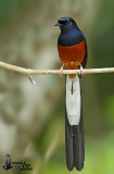 Adult male White-rumped Shama