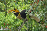 Adult male Great Hornbill