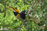 Adult male Great Hornbill
