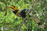 Adult male Great Hornbill