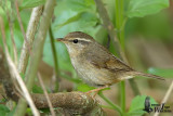 Raddes Warbler