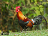 Adult male Red Junglefowl (ssp. <em>gallus</em>)