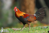 Immature male Red Junglefowl (ssp. <em>gallus</em>)