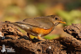 Adult female Black-breasted Thrush