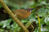 Grey-throated Babbler