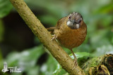 Grey-throated Babbler