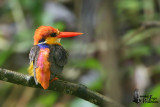 Adult Black-backed  Kingfisher
