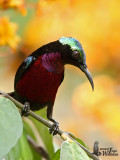 Adult male Purple-throated Sunbird (ssp. brasiliana)