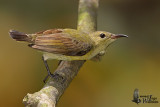 Juvenile Purple-throated Sunbird (ssp. brasiliana)