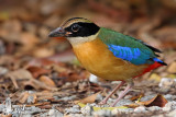 Adult Blue-winged Pitta