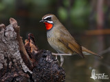 Adult male Siberian Rubythroat