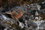 Adult Alpine Accentor