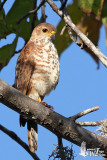 Immature Variable Goshawk (ssp. sylvestris)