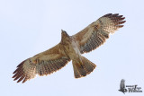 Immature Bonellis Eagle (ssp. renschi)
